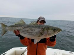 Award Winning Striped Bass in New Jersey